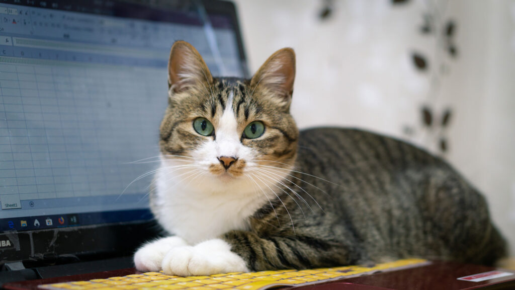 ノートパソコン 猫
